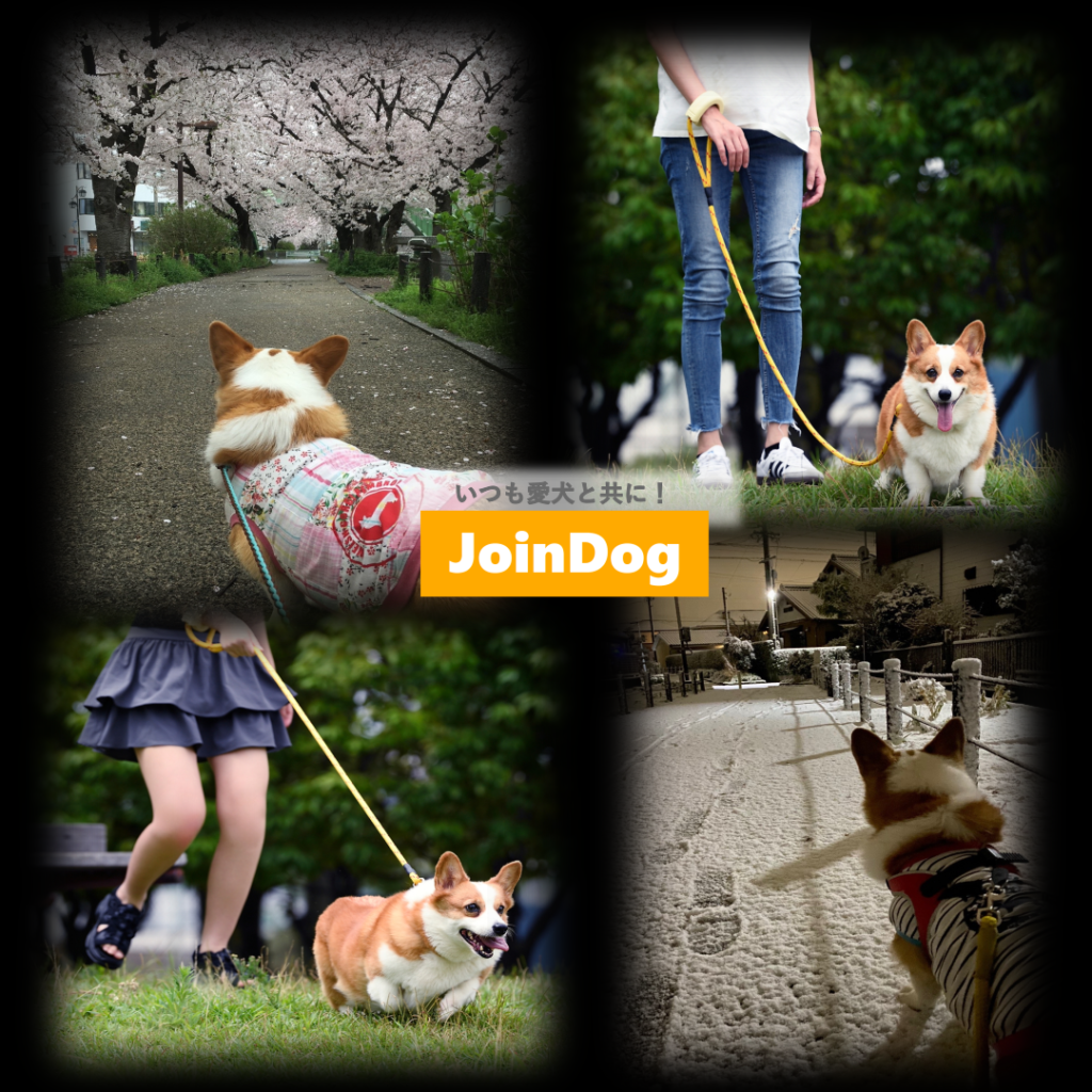 愛犬と共に歩むイメージの写真